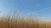 Reed at the bay of Bodstedt