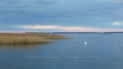 Swanlake - Wieck