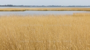 Reed at the bay of Barth
