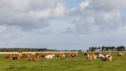 Cattle breeding, Darß