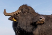 Curious water buffalo, Darß