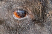 Curious water buffalo, Darß