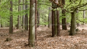 Darß Forest - the pines were tapped for resin.