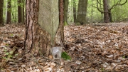 Darß Forest - the pines were tapped for resin.