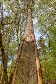 Darß Forest - the pines were tapped for resin.