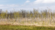 Trees with wet feet, Zingst