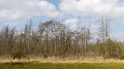 Trees with wet feet, Zingst