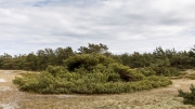 Ground growing pine, Darß