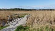 "Reed bridge", Darß
