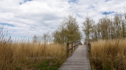 "Reed bridge", Darß