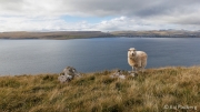 Sheep view