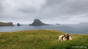 Sheep view (Sørvágsfjørður)