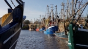Shrimper fleet, Greetsiel harbour