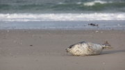 Grey seal