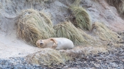 Grey seal