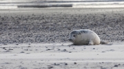 Grey seal