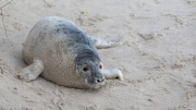 Grey seal