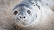 Grey seal