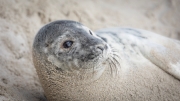Grey seal