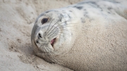 Grey seal