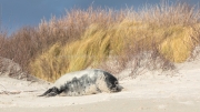 Grey seal