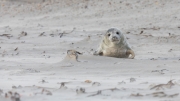 Grey seal