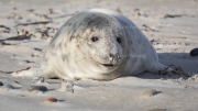 Grey seal