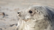 Grey seal