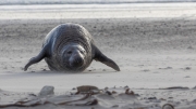 Grey seal