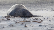 Grey seal