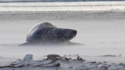 Grey seal