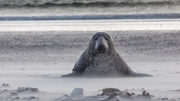 Grey seal