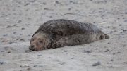 Grey seal