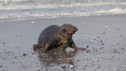 Grey seal
