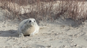 Grey seal
