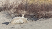 Grey seal