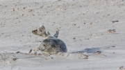 Grey seal
