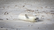 Grey seal
