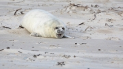 Grey seal
