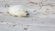 Grey seal