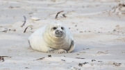 Grey seal