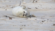 Grey seal