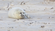 Grey seal