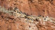 Ideal nesting place (guillemots)