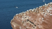 Breeding at the guillemot rock "Skittenhörn" (gannets and guillemots)