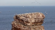 Gannets on "Lange Anna" ("Tall Anna") sea stack