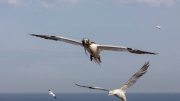 Transport of nesting material (gannet)