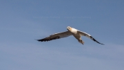 Gannet