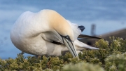 Nest-building (gannet)