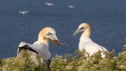 Nest-building (gannets)